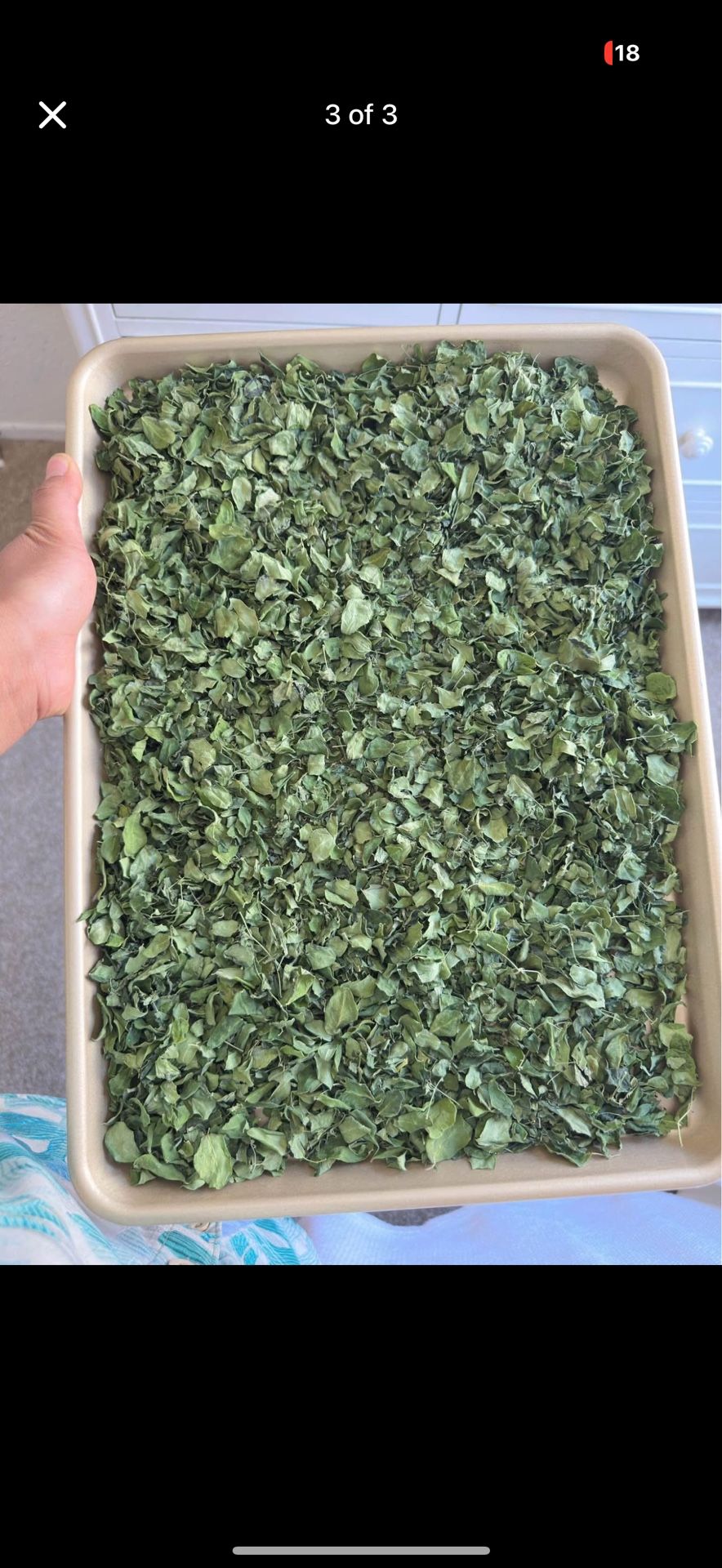 Dried moringa leaves
