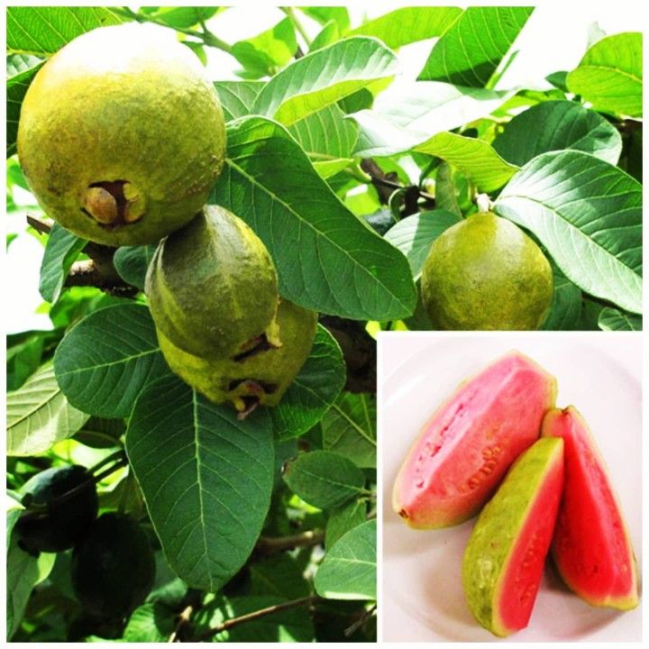 Ruby Supreme Guava Grafted Dwarf Trees 3gal Arboles De Guayaba Rosada Injertados 3gal