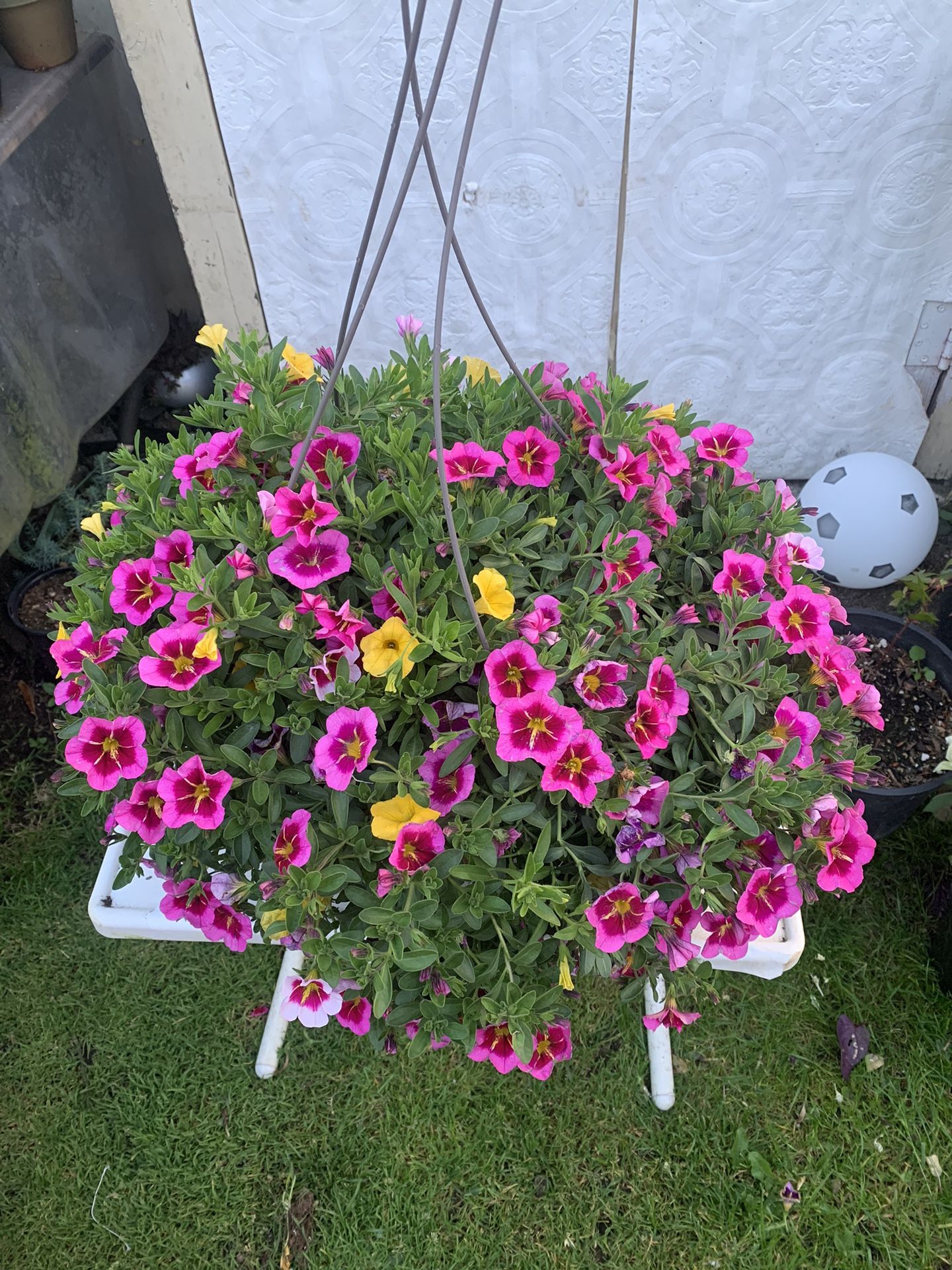 Outdoor Plant