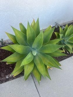 🌵 Foxtail Desert Plants For Sale