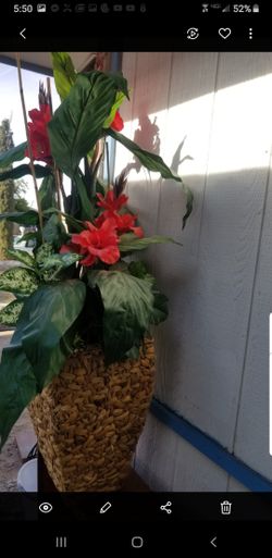 BEAUTIFUL DECORATIVE PLANT