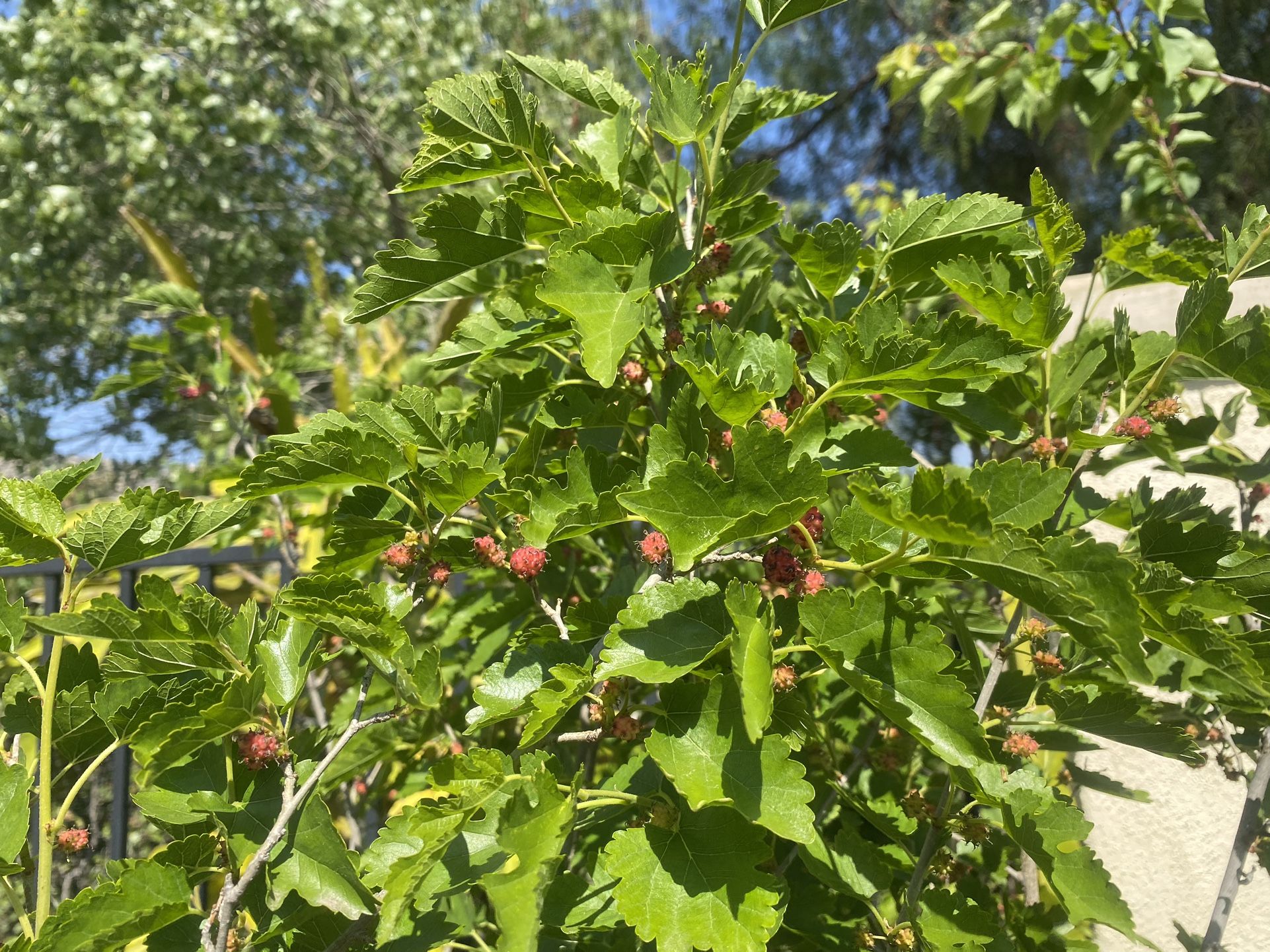 Mulberry Bush Fruiting Thriving