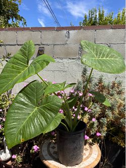 Colocasia elephant ear plant