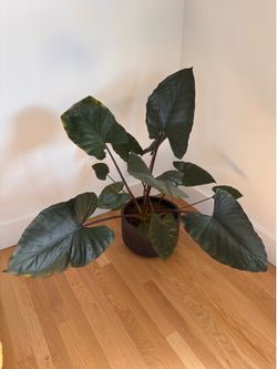 Happy Alocasia potted plant