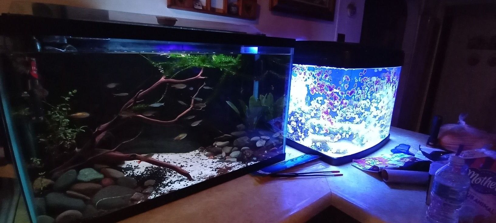 29 Gallon Fish Tank