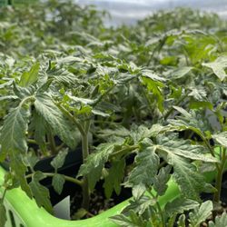 TOMATO PLANTS 💯 ORGANIC SPECIALIZED Varieties that do best in our Area