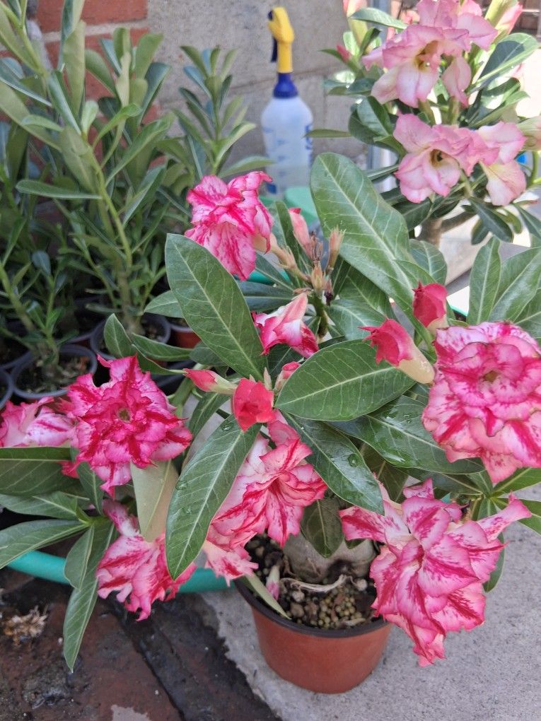 Rosas Del Decierto