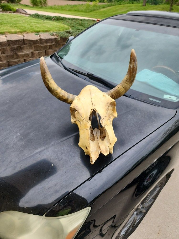 Horns