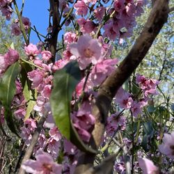 Thousands Fruit Trees In San Diego!