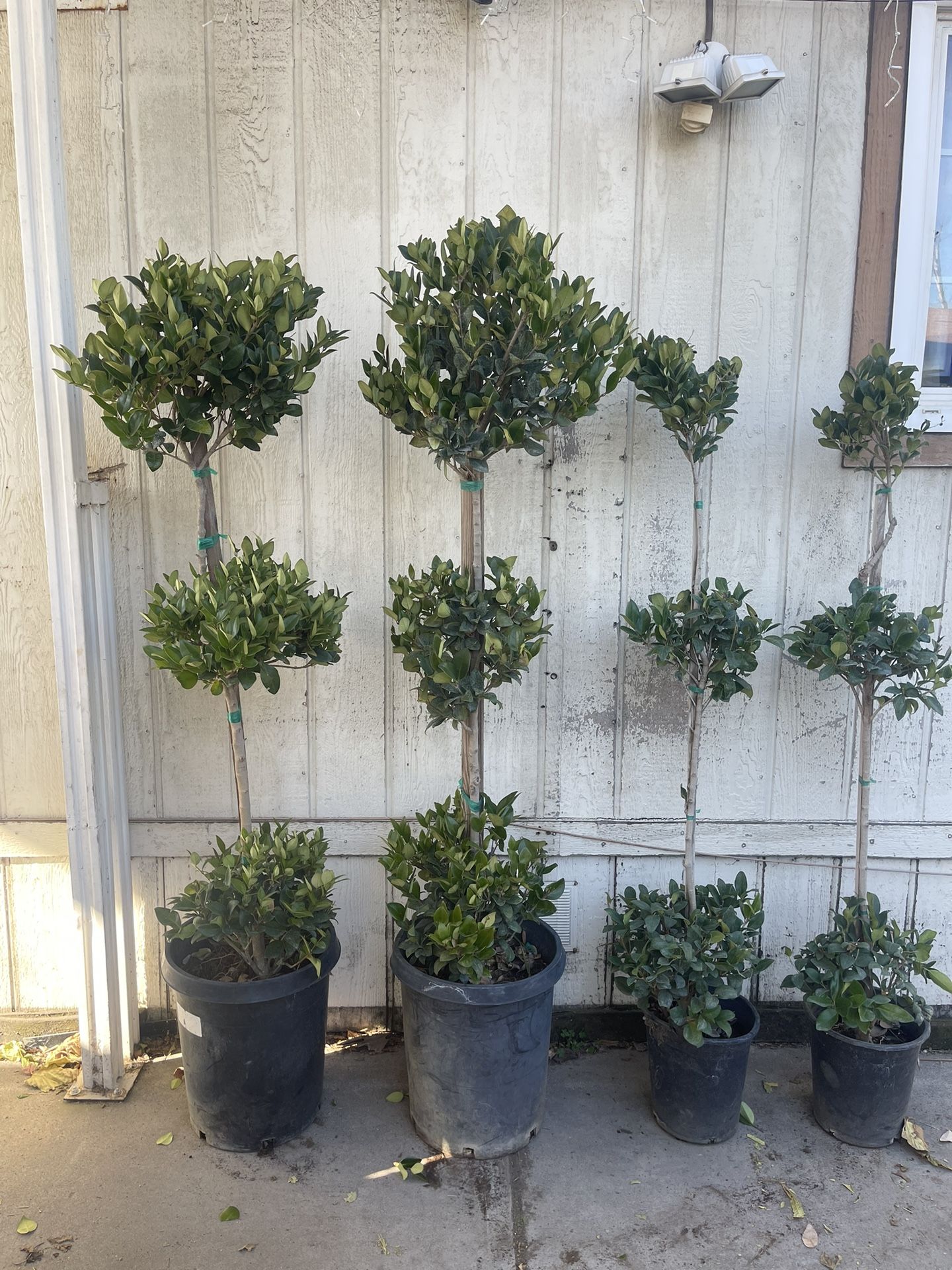 Three Tier Wax Leaf Privet Topiary Plant 