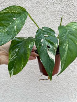 Albo Epi plant