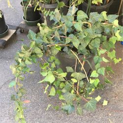 Ivy Mature Plants In Large Pot Decorative Green Plant Drought Tolerant