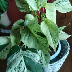 Snow Queen Icy White Pothos Plant LIVE