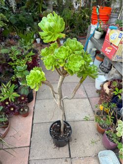 3 Feet Tall Green Aeonium Succulent Plant