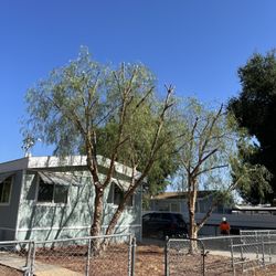 Tree Palm Trimming 
