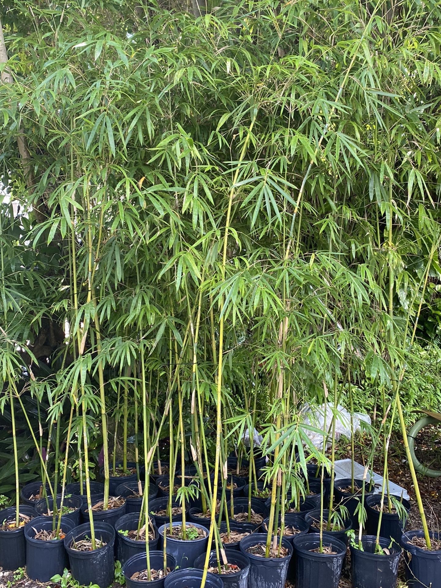 Bamboo Plant