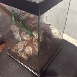 Frog Reptile Enclosure