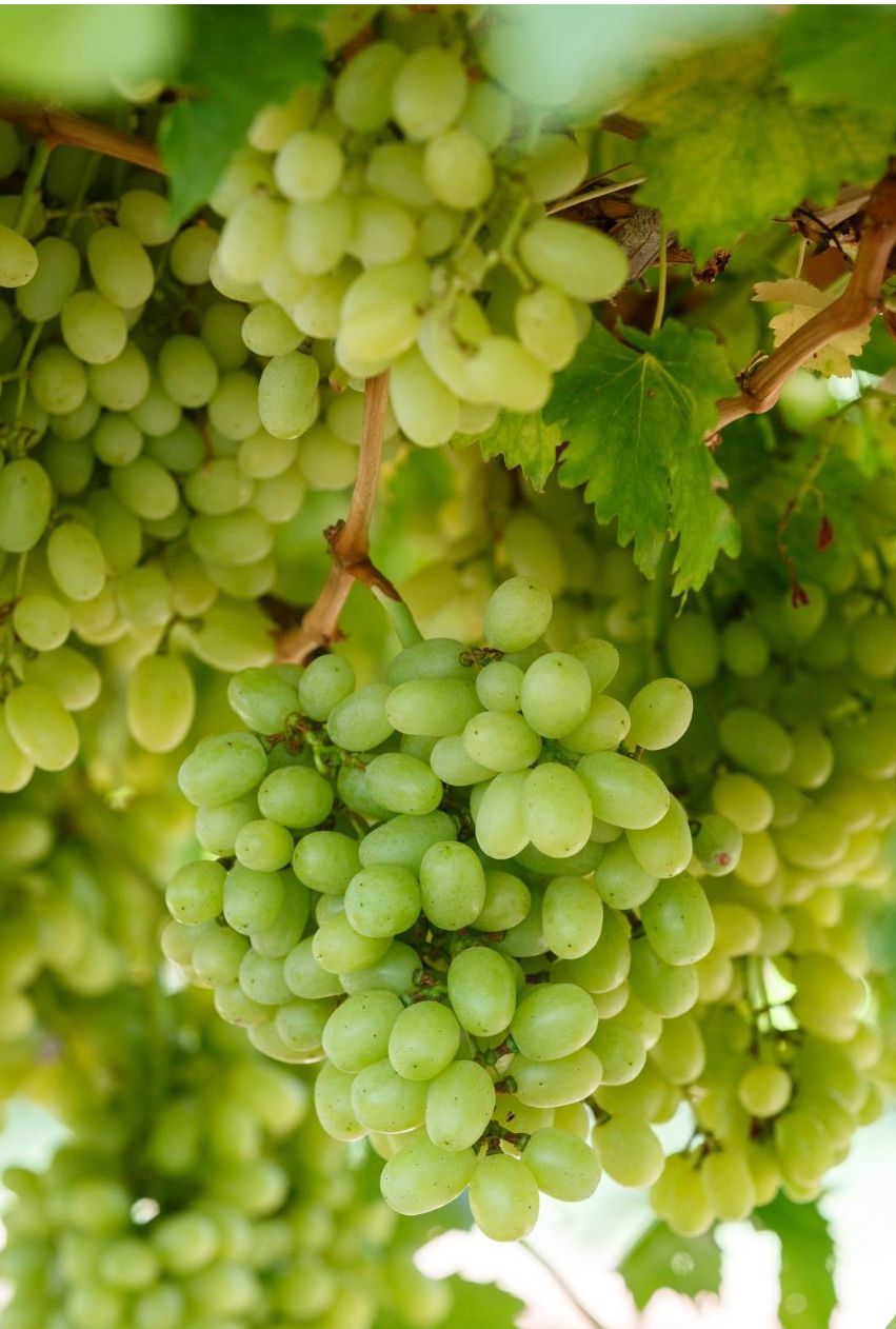 Grapes
