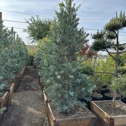 Podocarpus “Icee blue”