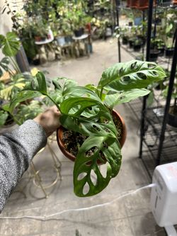 Monstera Esqueleto