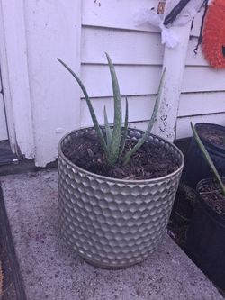 Aloe Vera Plant in Metal Pot
