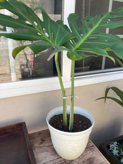 Live Monstera Deliciosa Plant in Pot-$30
