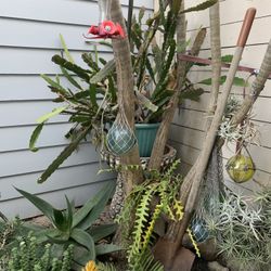Night Blooming Cereus In Pot