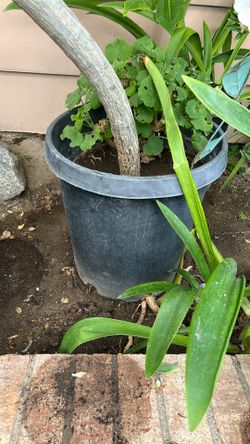 Plumeria Hawaiian Flower Plant 