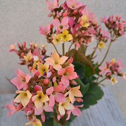 Calanchoe