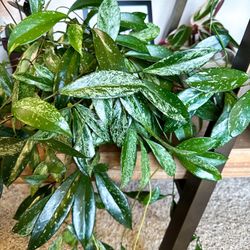 Hoya Pubicalyx Splash CUTTINGS