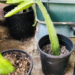 Dragon fruit plants- Physical Graffiti over 1ft to over 2ft