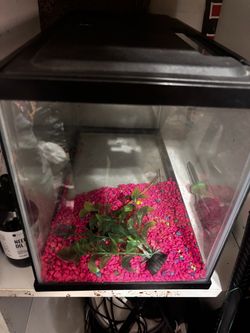 Small Glass Fish Tank with Lid