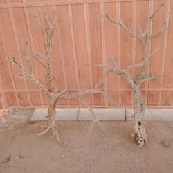 Complete Teddy Bear Cholla Cactus Skeletons 