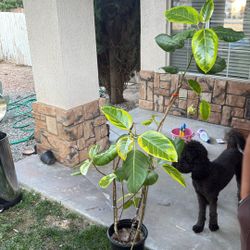 Vicus Audrey tree plant