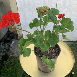 Outdoor Plant