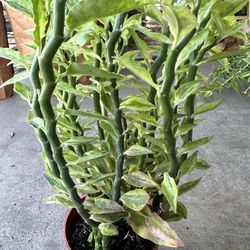 Variegated Jacob's ladder Plant Easy Care 