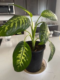 Dieffenbachia plants