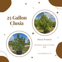 25 Gallon Clusia Hedge Plants