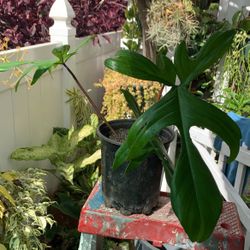 Florida Beauty Green