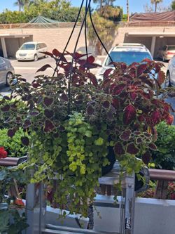 13", hanging plant.