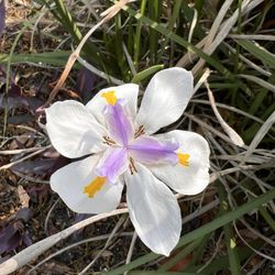 White African Iris