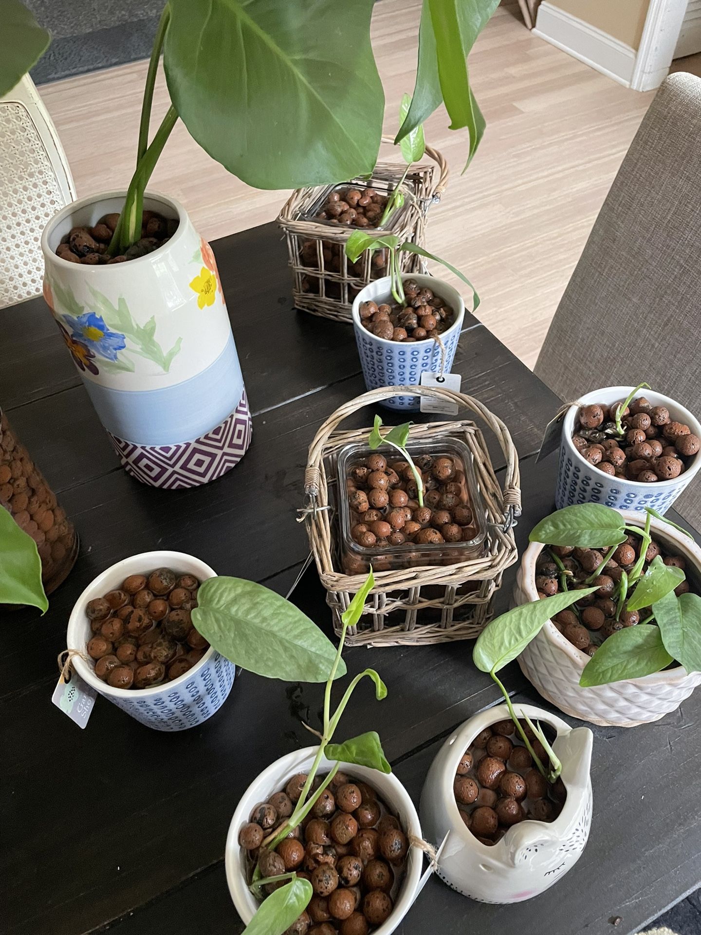 House Plants