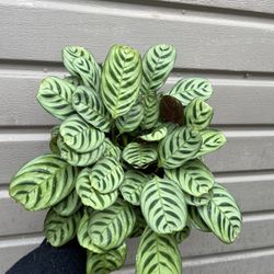 6” calathea burle marxii
