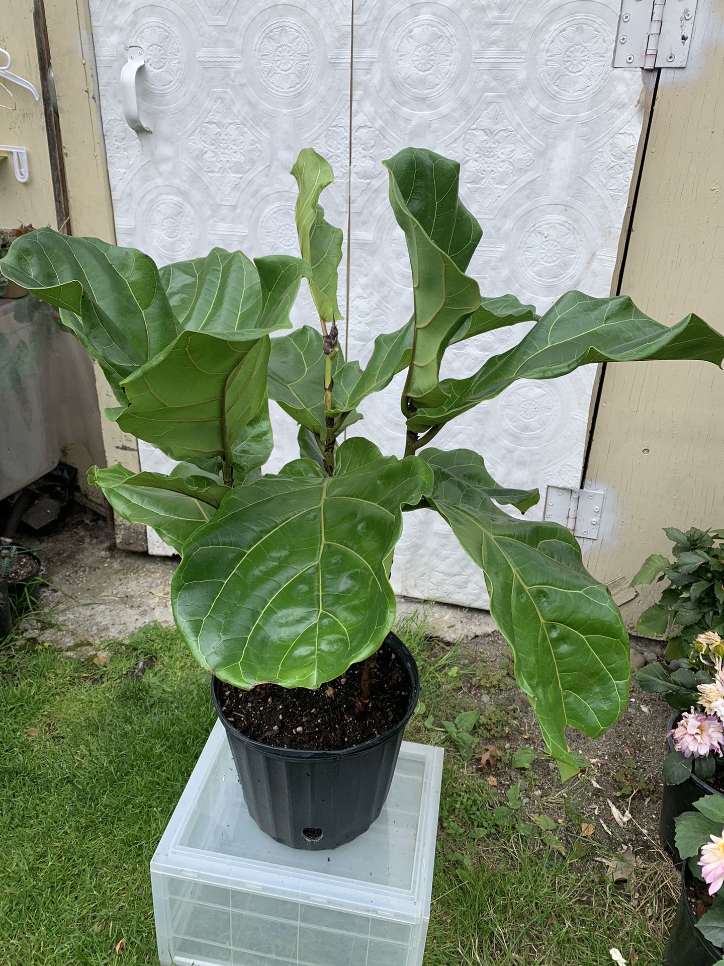 Indoor Fiddle Leaf