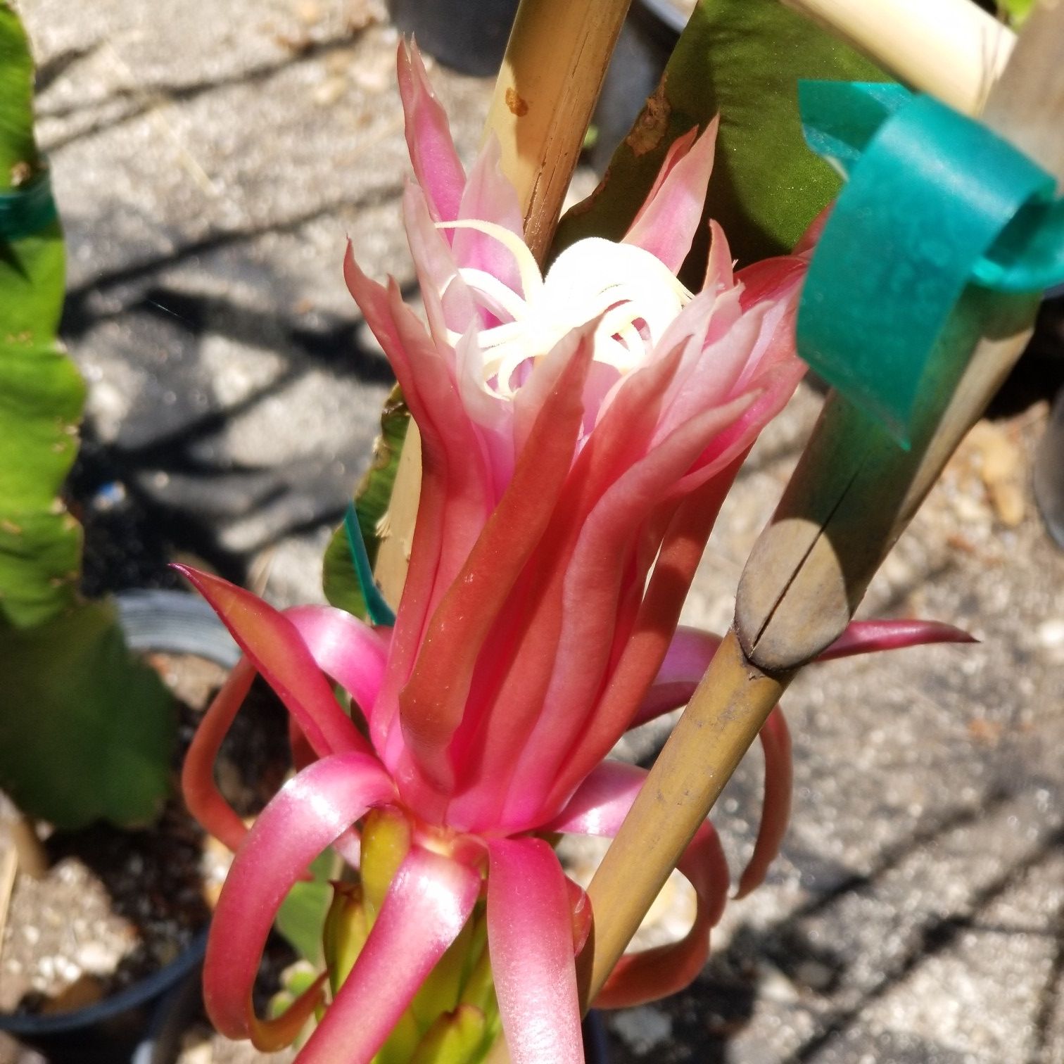 Dragon Fruit Plants for Sale in Oceanside, CA OfferUp