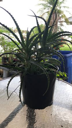 Plant