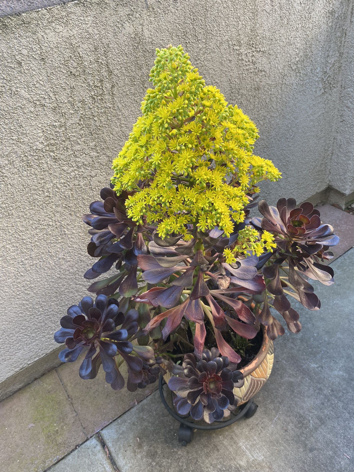 Succulent Blooming 3ft  Tall