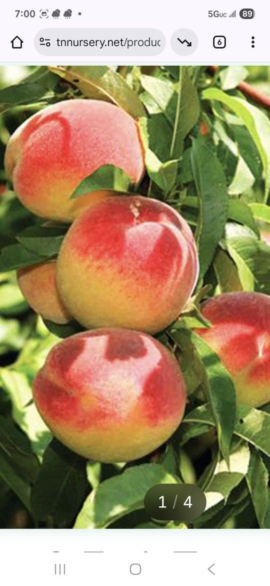 Lab Created Fruit Trees