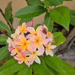Plumeria Plant