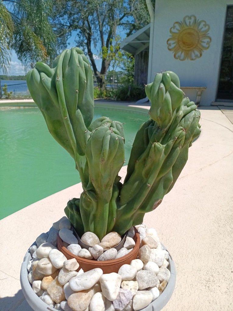 14x10" Monstrose Peruvian Apple Cactus Cutting $60 -Ship $15 Or Deltona, Fl Pickup